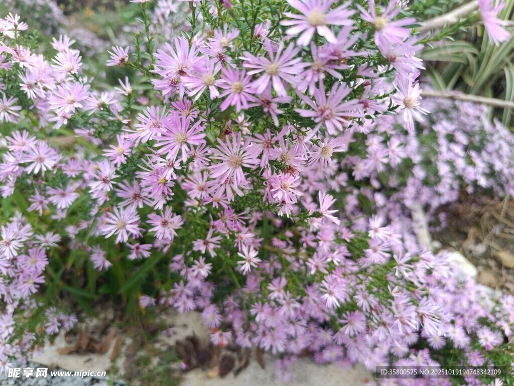 粉紫色美丽花卉绽放