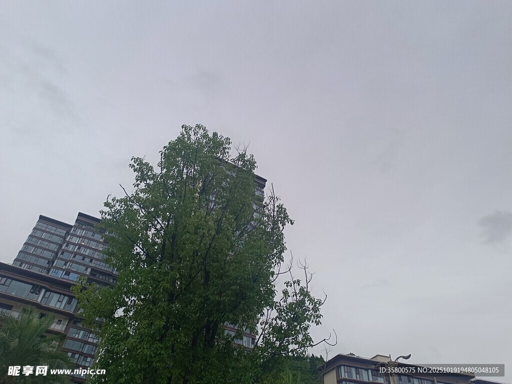 阴天中的绿树与高楼