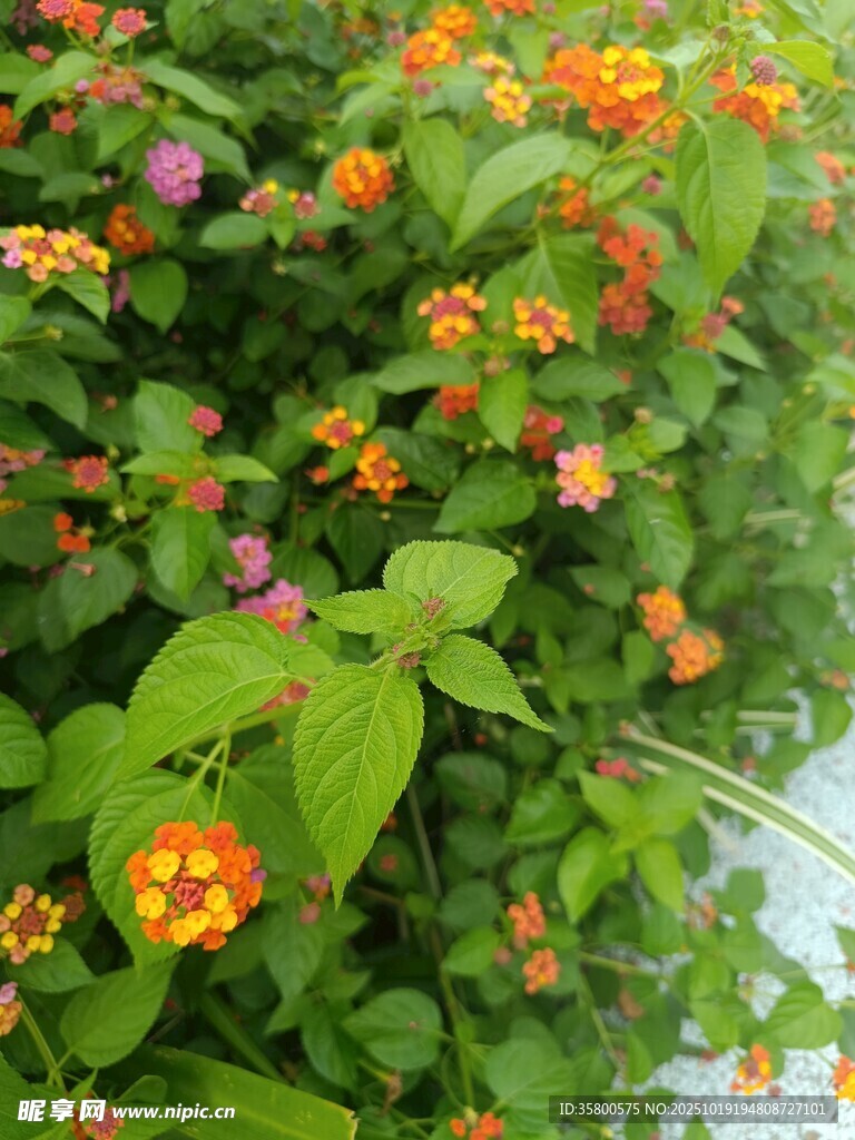 多彩花卉绽放绿意间