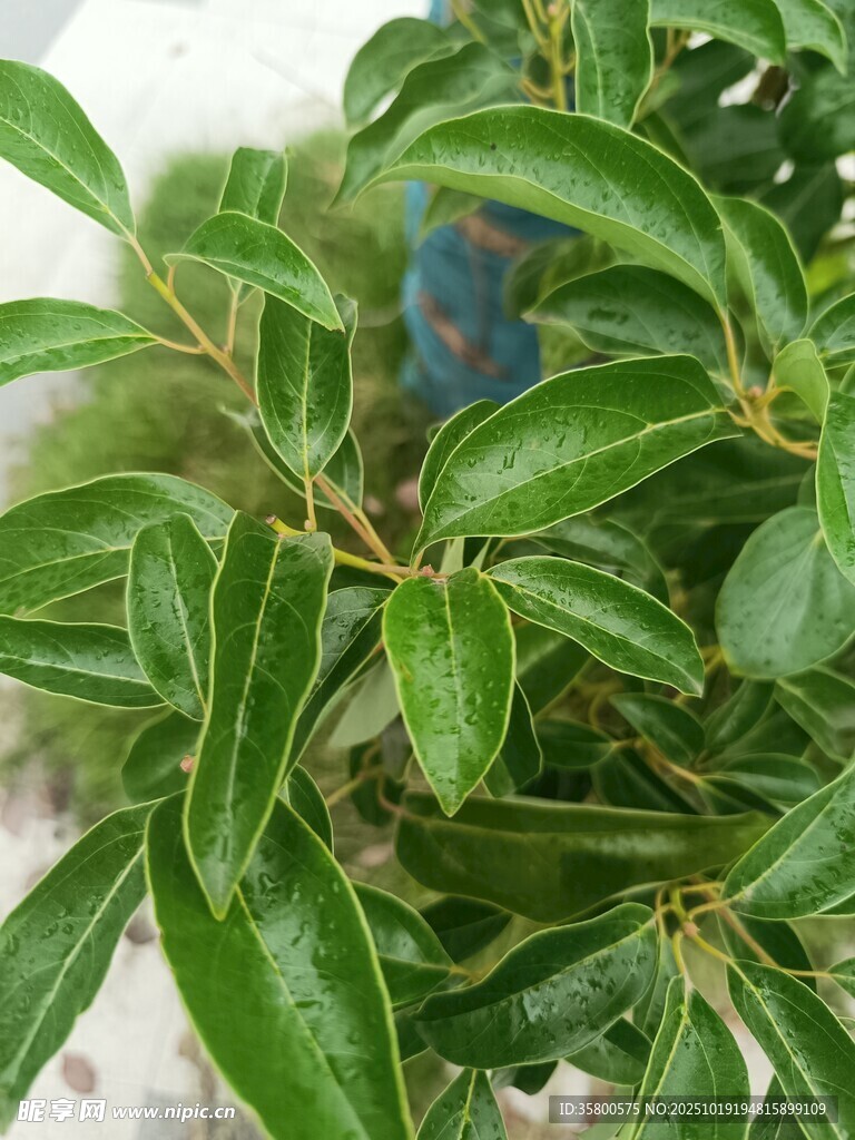 翠绿叶片的生机植物