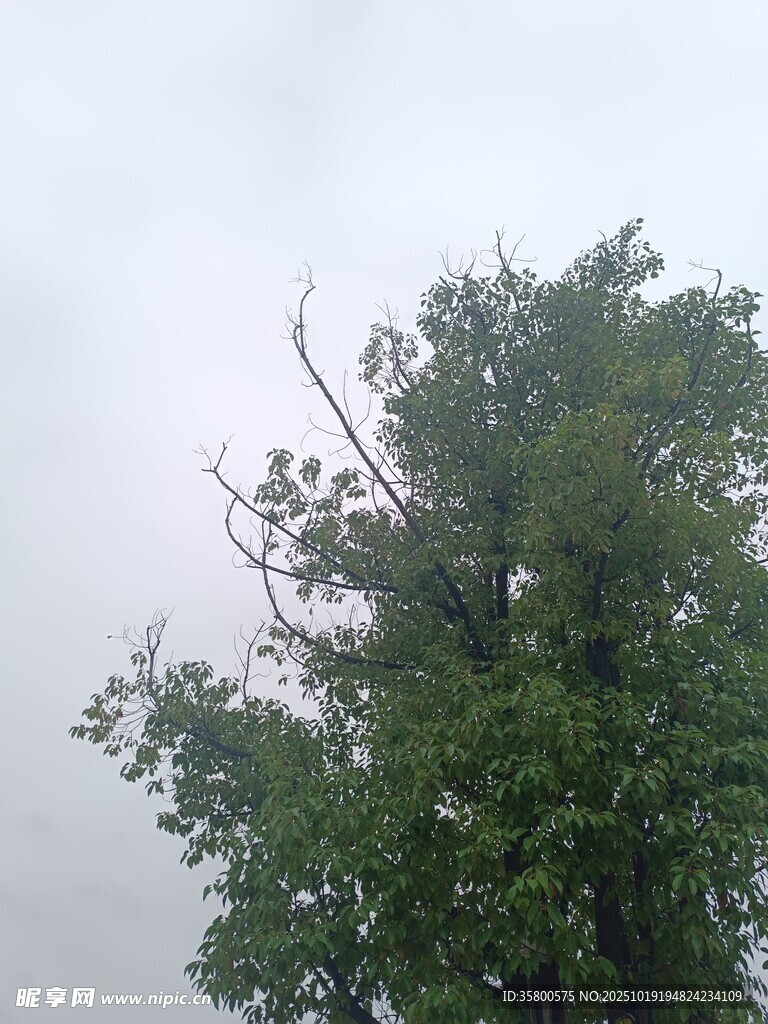 雨中挺立的茂盛绿树