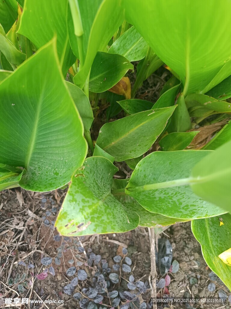 翠绿海芋叶片特写