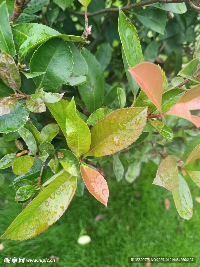 多彩叶片植物特写