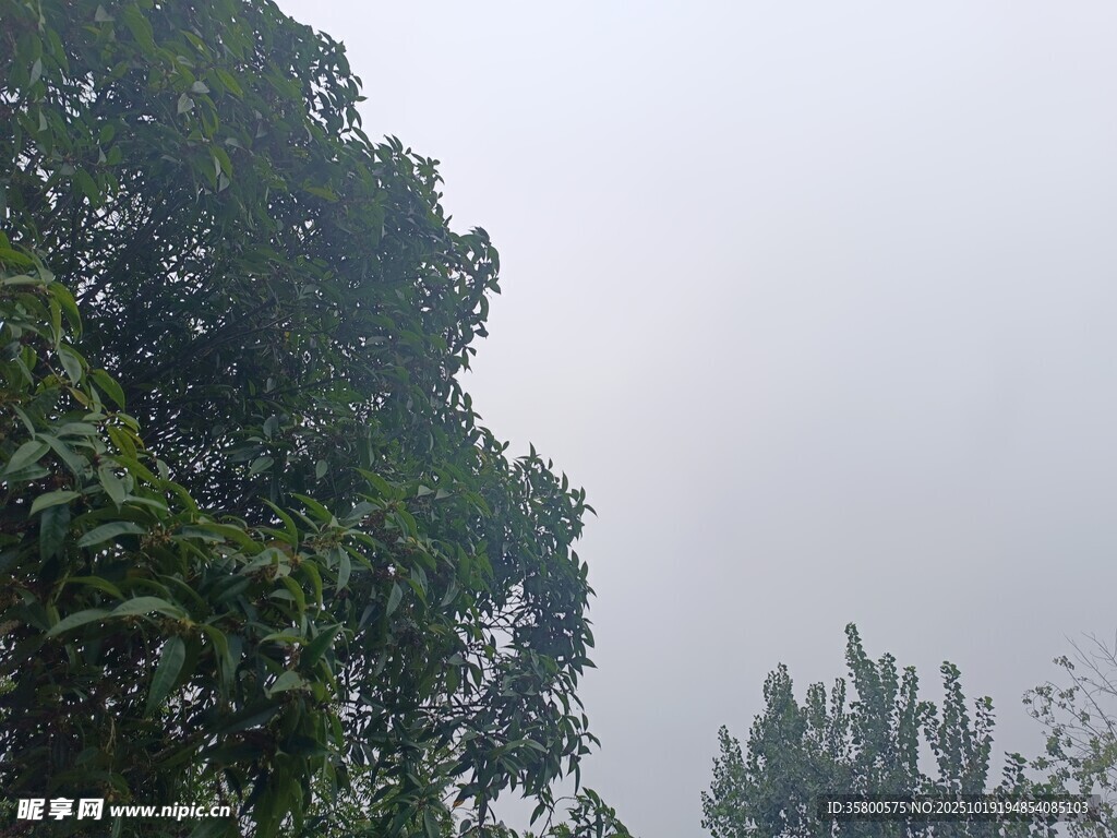 绿树映衬下的朦胧天空