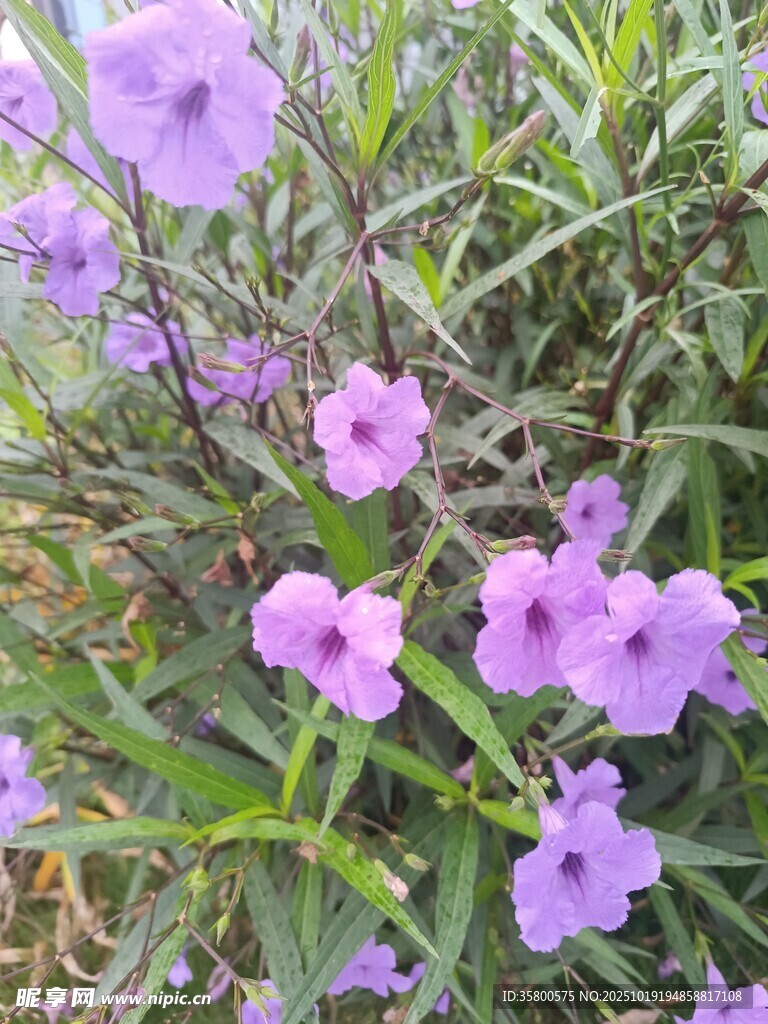 紫色小花绽放于绿叶间