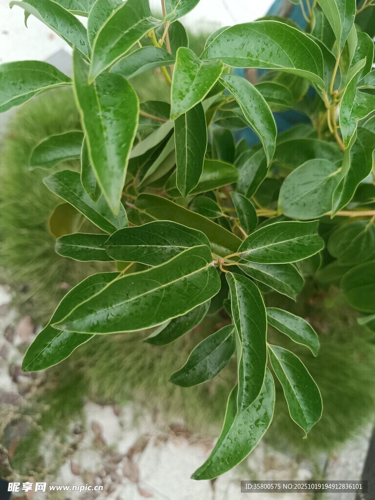 翠绿枝叶特写