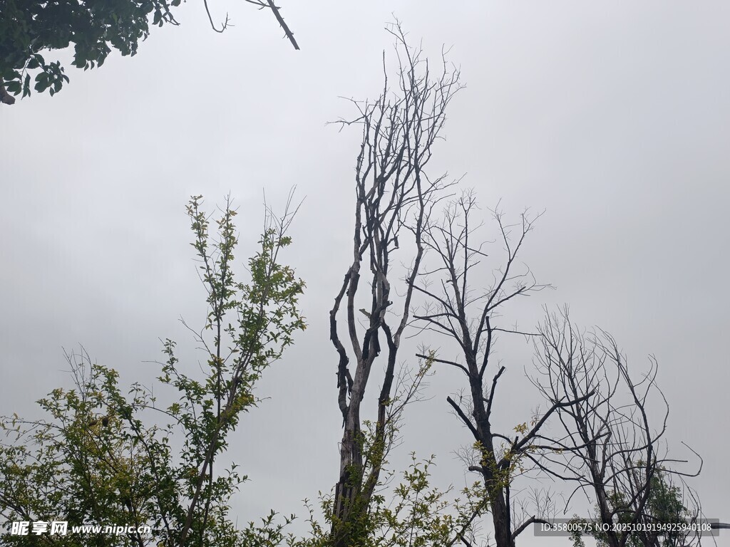 枯树与绿树对比景象