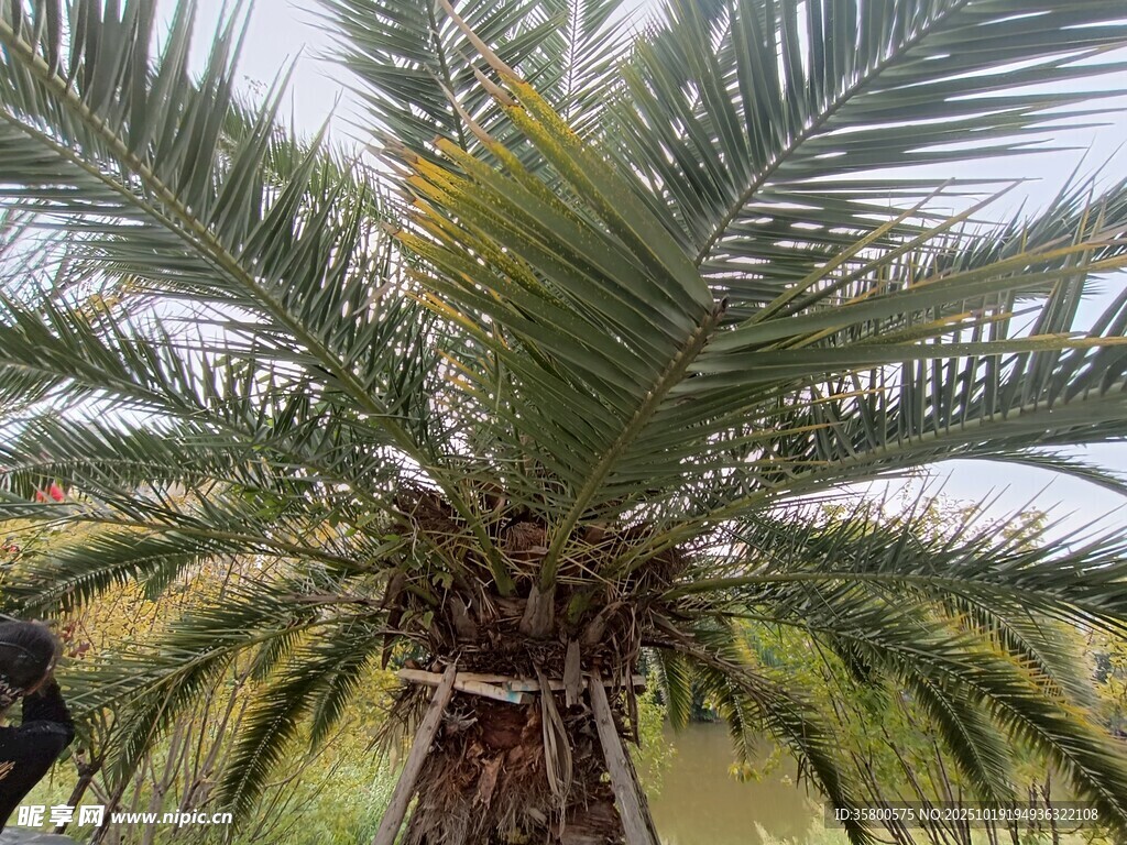 高大挺拔的棕榈树