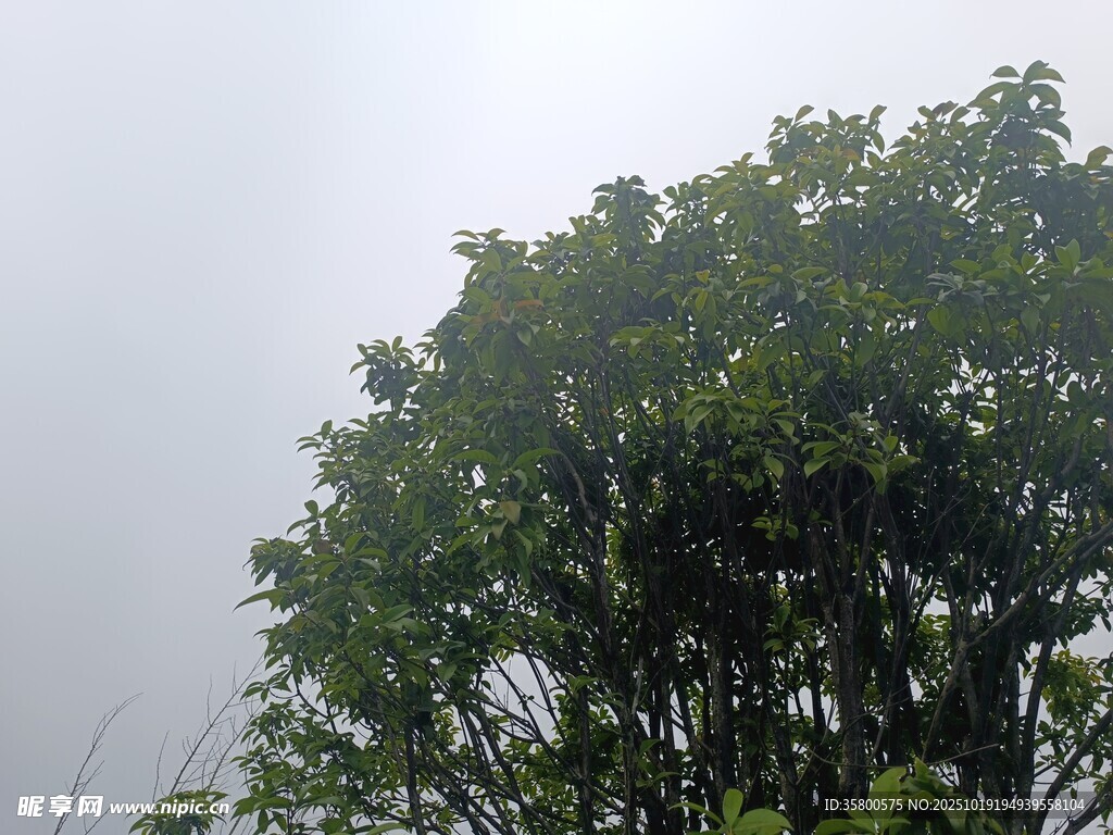 雾中葱郁树木
