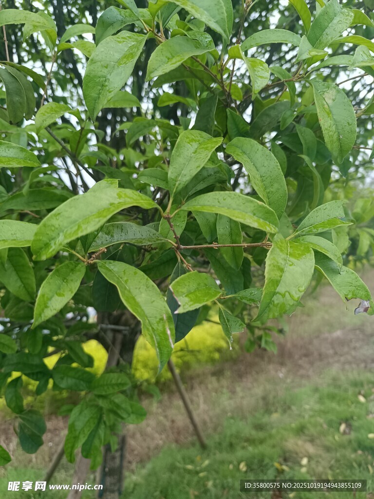 枝头挂果的繁茂果树