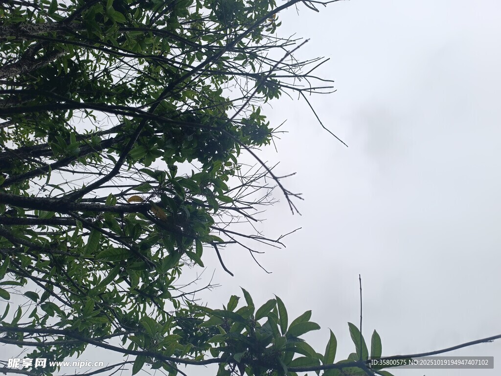 枝叶间的天空景象
