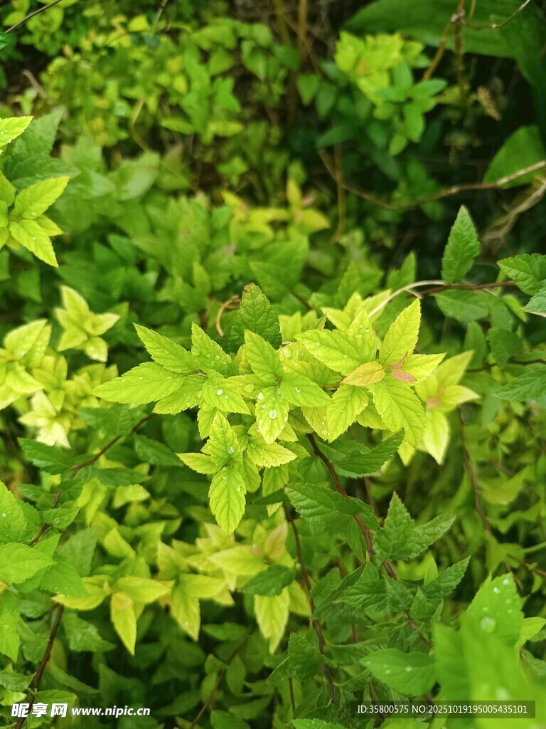 嫩绿叶片的生机景象