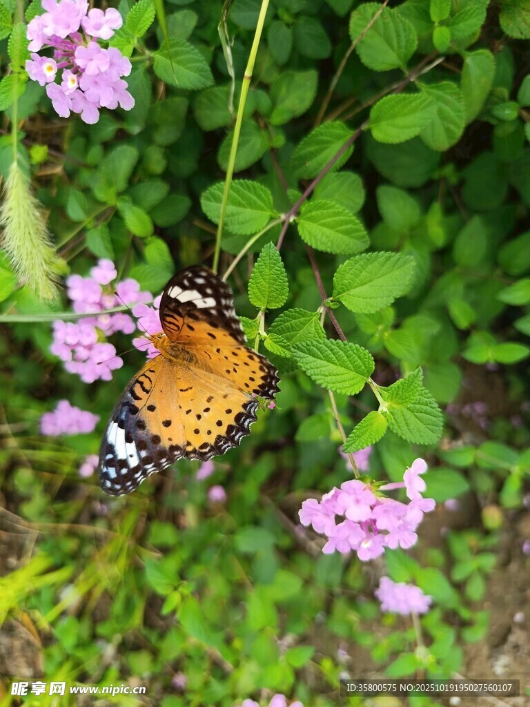 蝴蝶停驻于紫色小花
