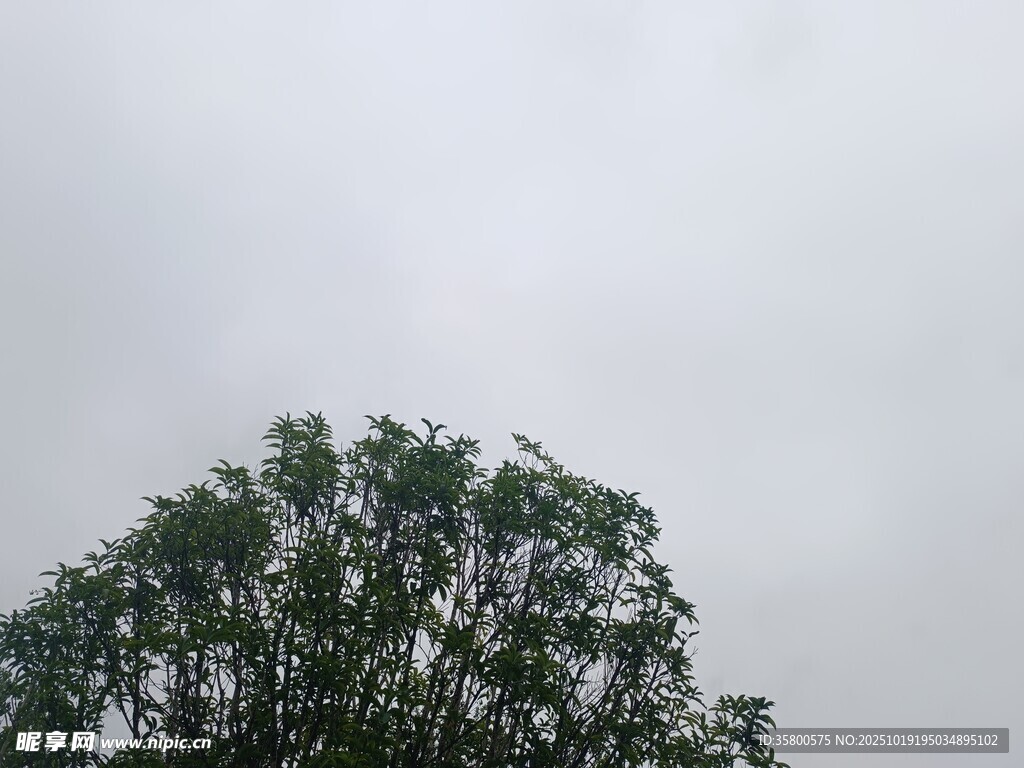 树梢上的天空