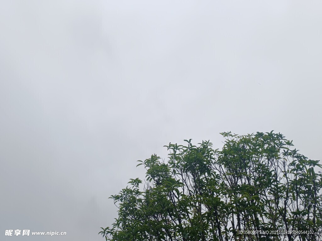 树梢之上的朦胧天空