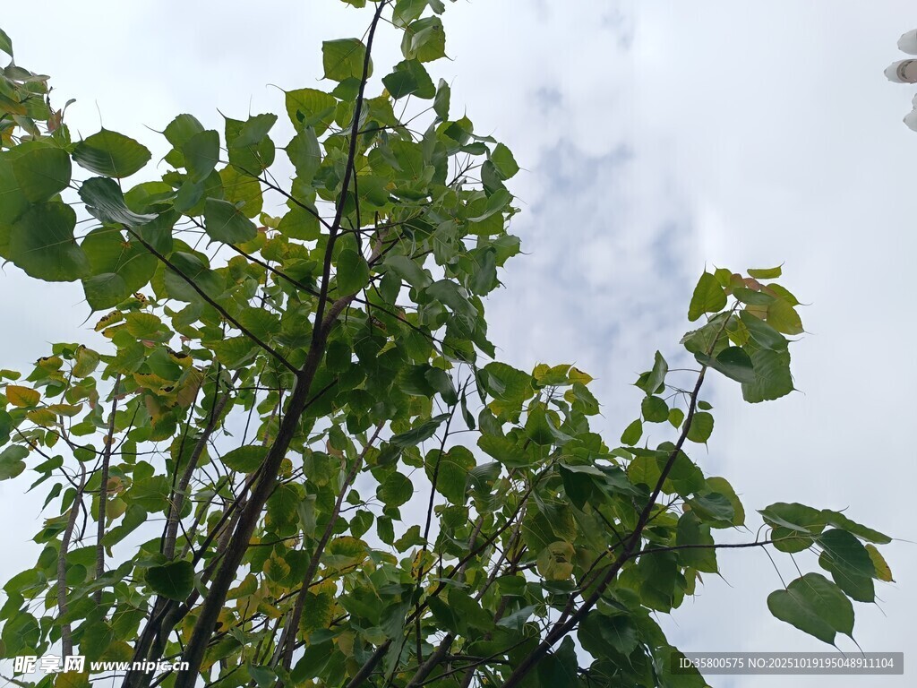 向上生长的繁茂绿叶