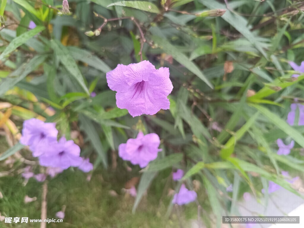 紫色小花绽放于绿叶间