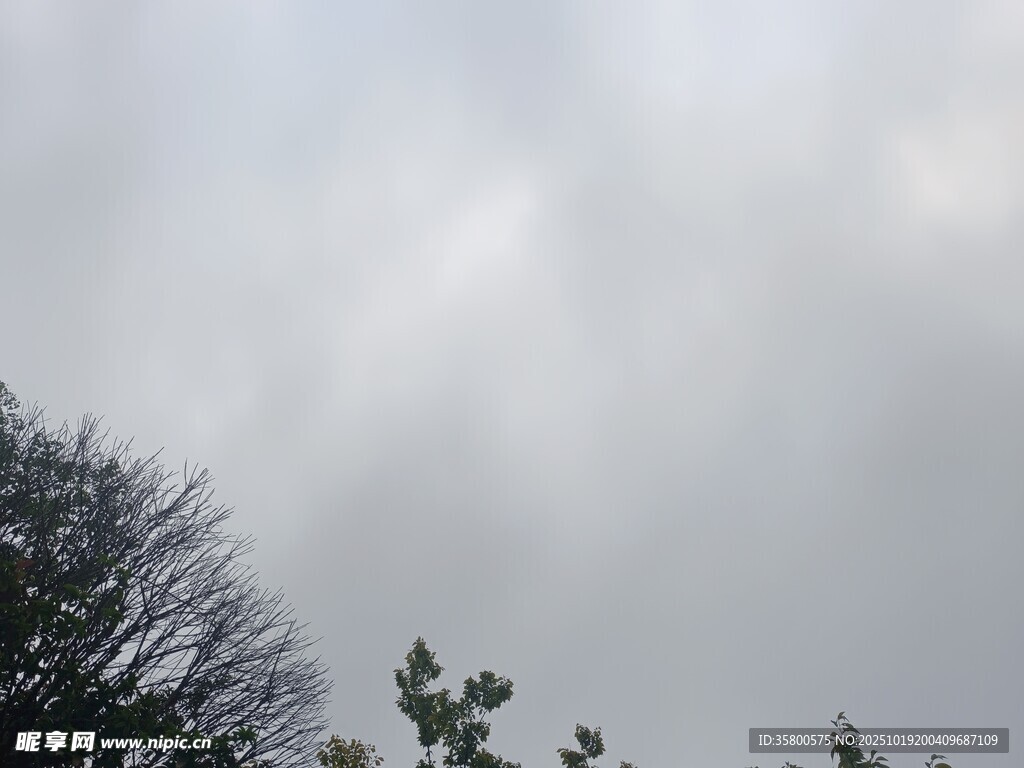 阴天树梢景色