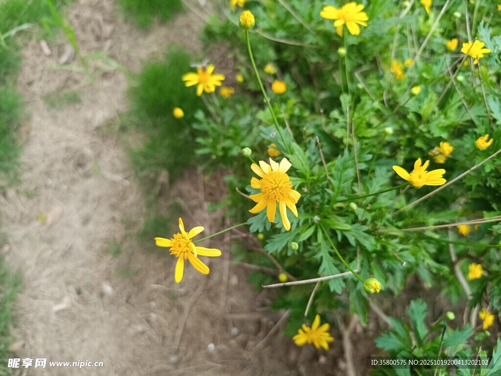 小径旁绽放的黄色小花