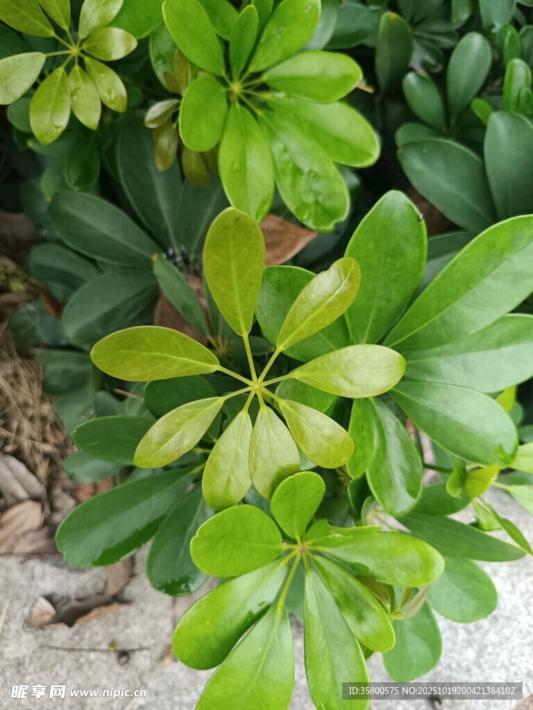 翠绿繁茂的绿植景观