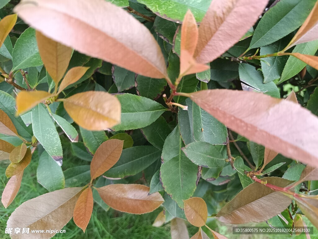彩叶植物特写