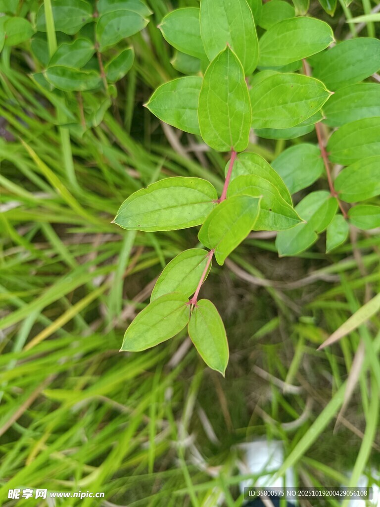 嫩绿草丛中的生机景象