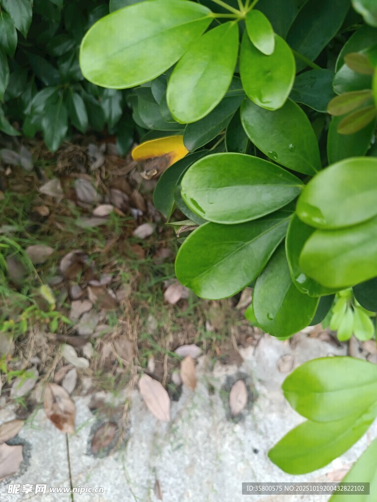 绿叶下的地面景象