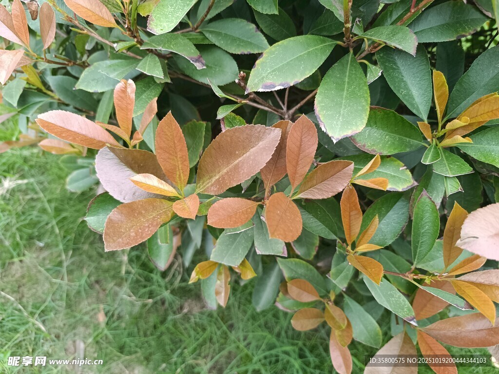 红叶绿叶交织的植物景观