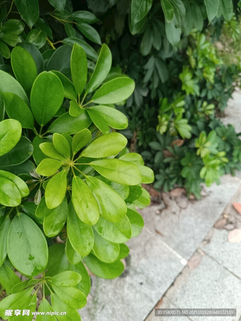 绿叶繁茂于砖石旁