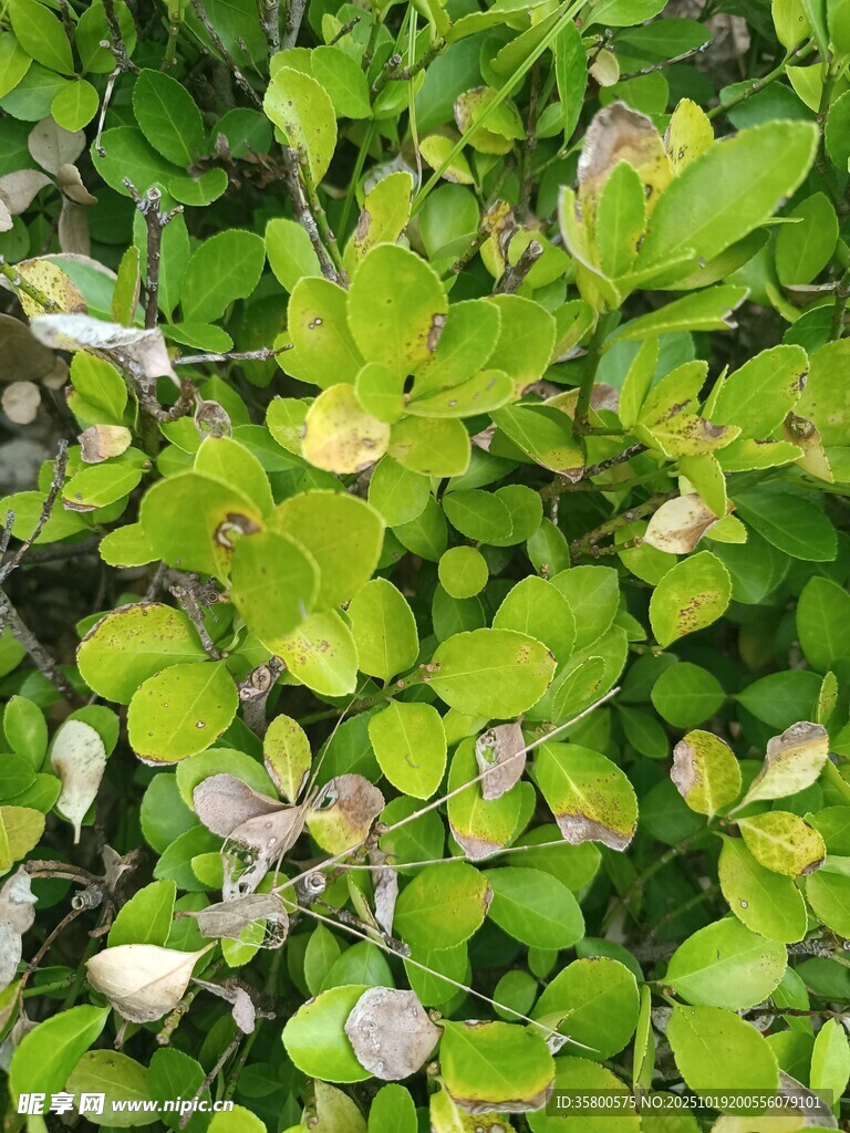 翠绿繁茂的植物叶片