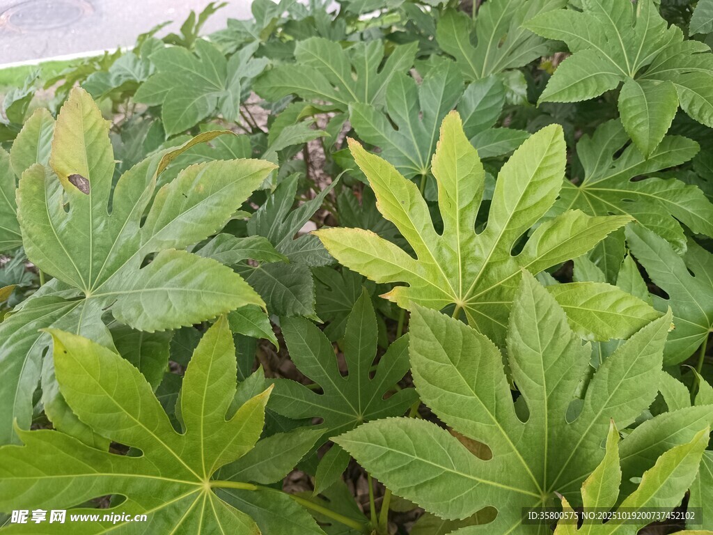 绿叶繁茂的植物景观