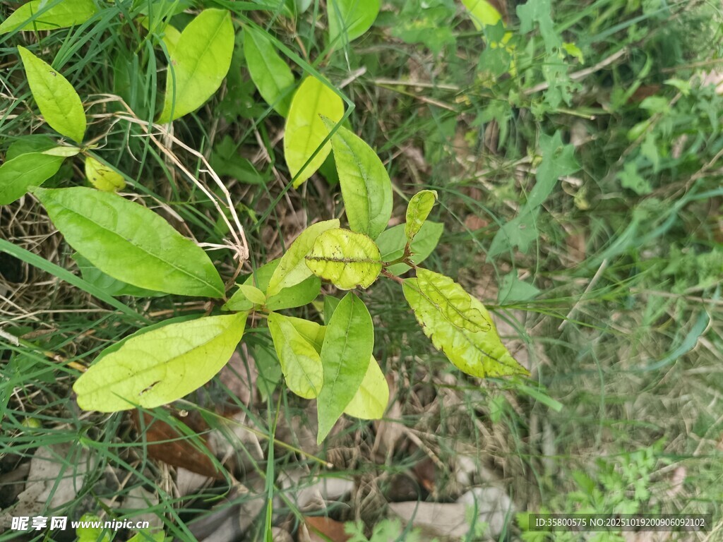 嫩绿枝叶展现自然生机
