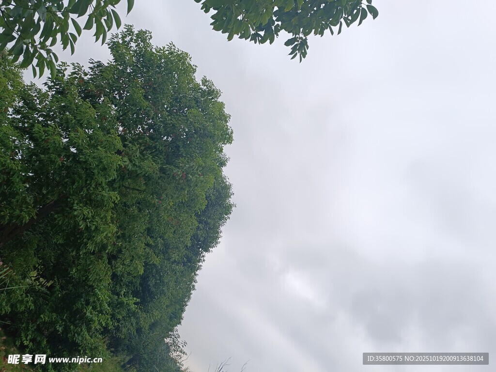 绿树映灰白天空景象