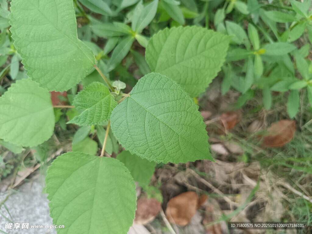 绿叶植物特写