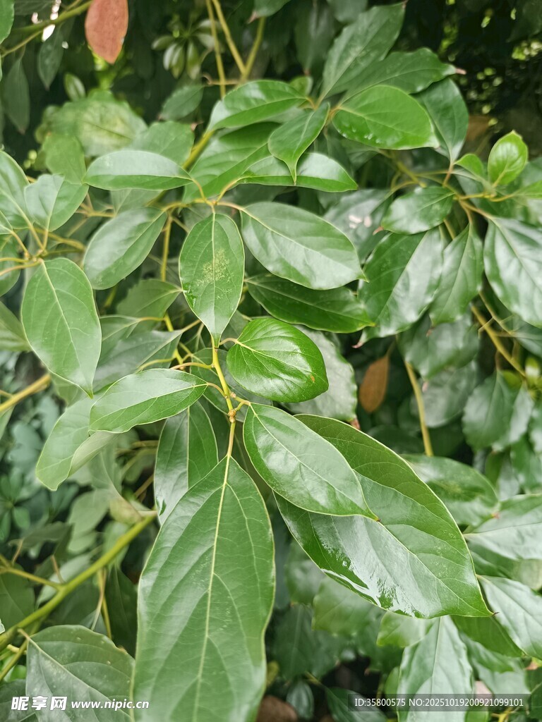 绿叶繁茂的植物特写