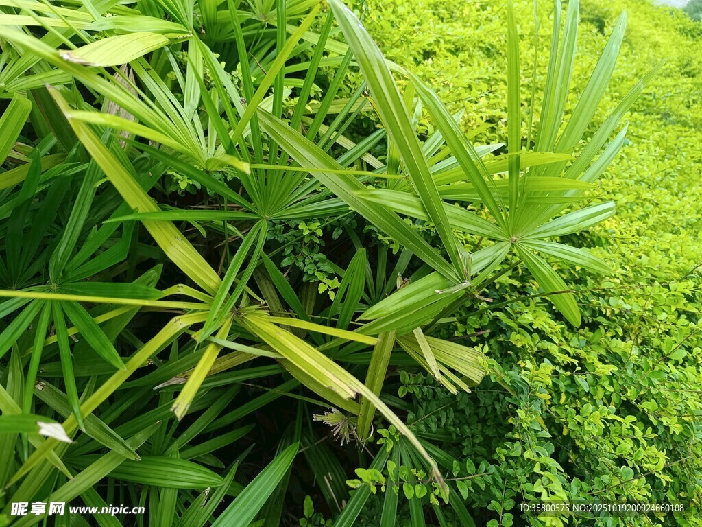 翠绿丛生的鲜嫩植物