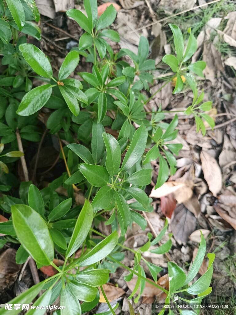 绿叶植物近景