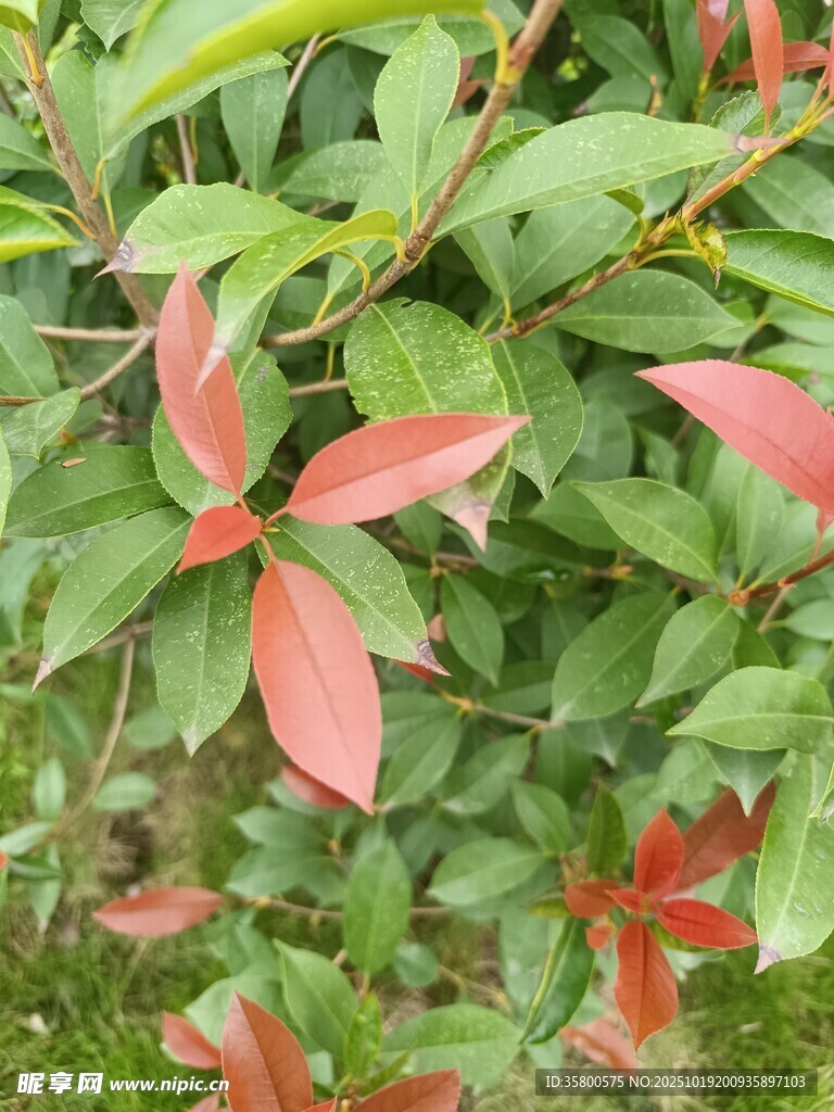 红叶绿叶交织的植物景观