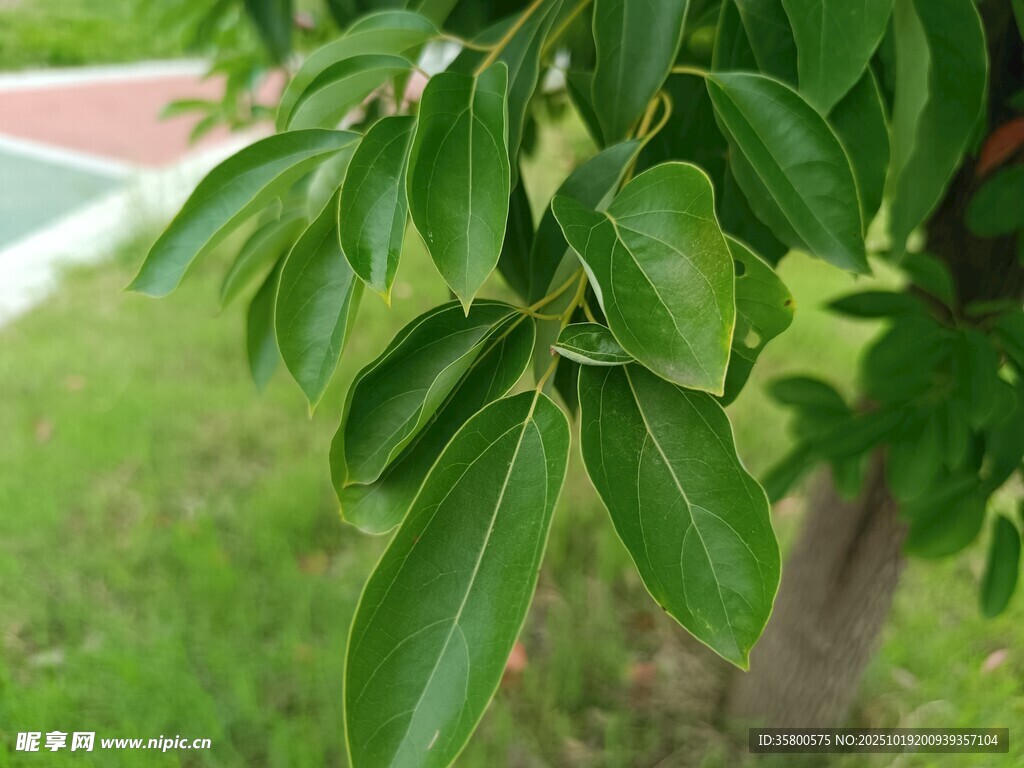 翠绿树叶特写