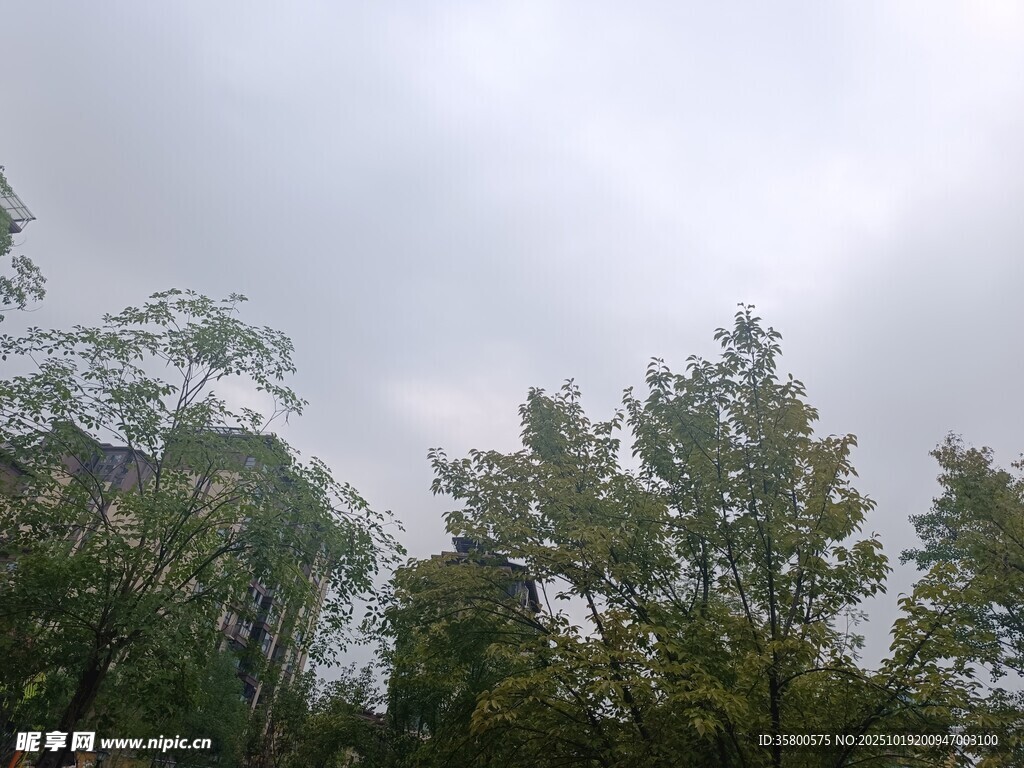 阴天树林景象