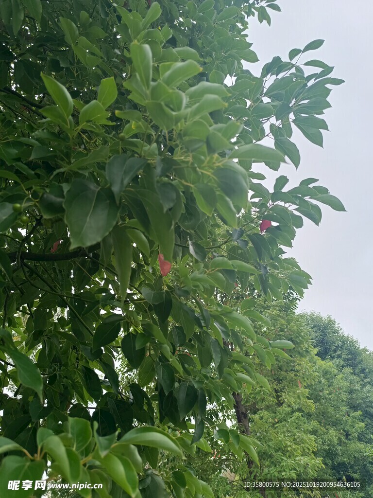 绿叶间的果实