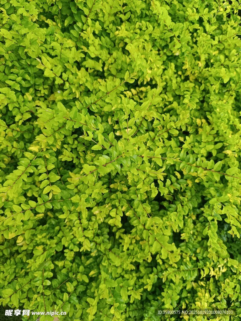 翠绿繁茂的蕨类植物叶片