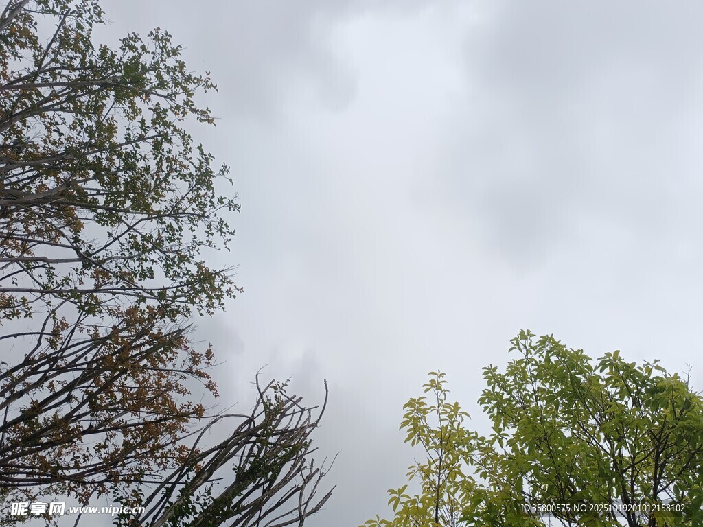 仰视天空下的绿树与枯树