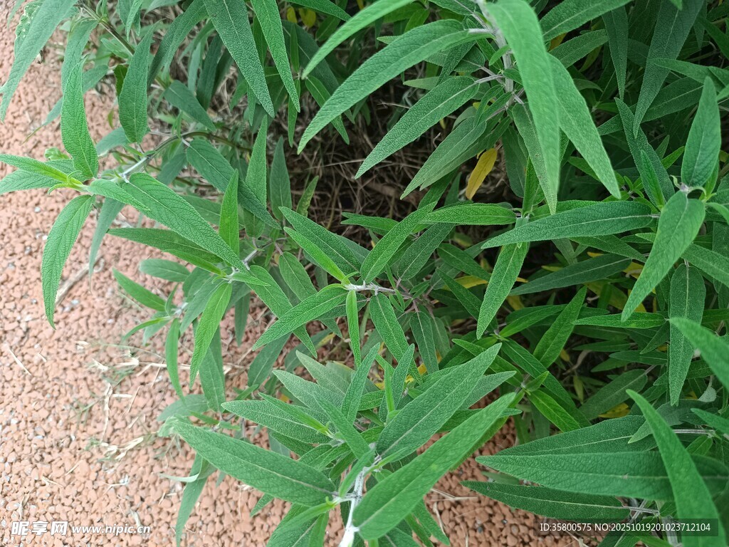 翠绿丛生的草本植物