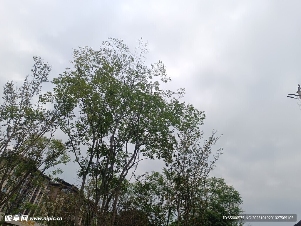 天空下的绿树与飞鸟