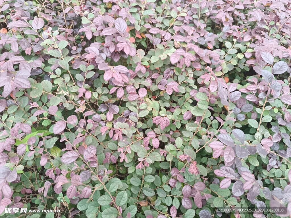 粉色与绿色相间的植物景观