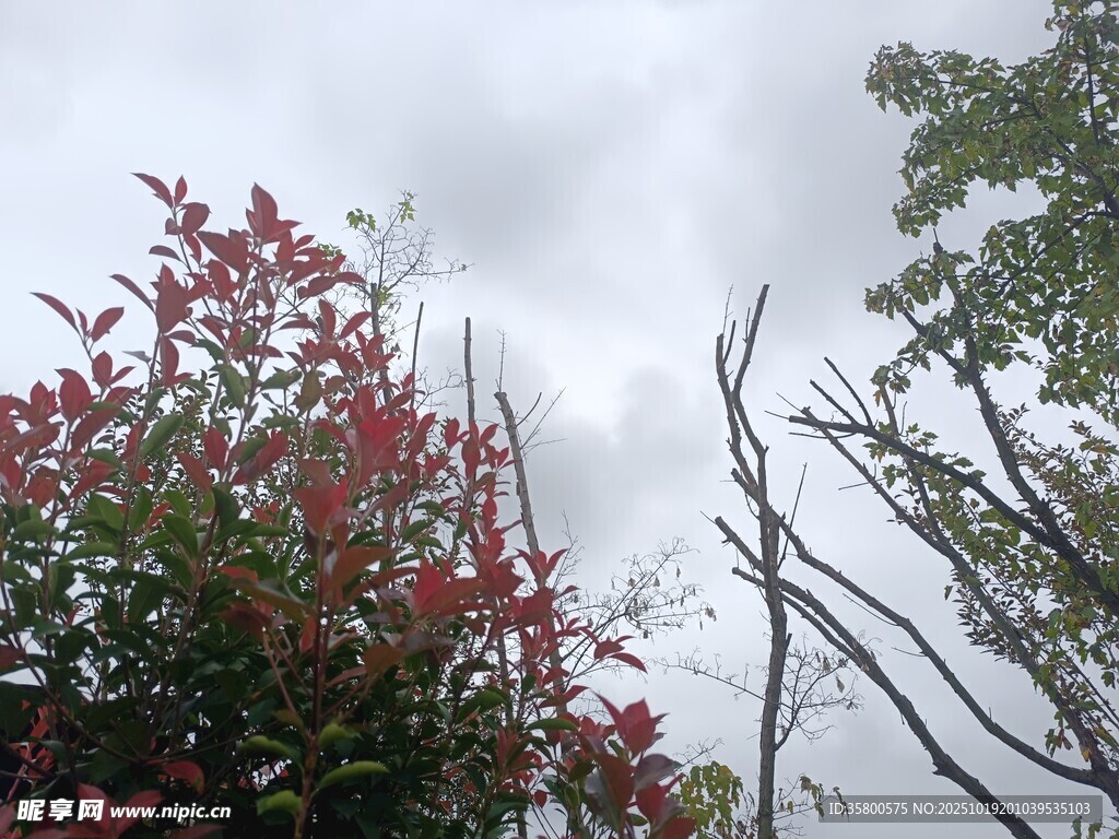 红枝绿叶映灰天