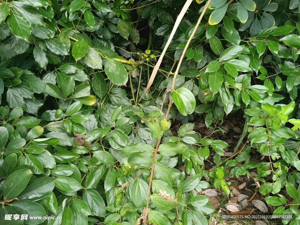 茂密绿植中的细长植物