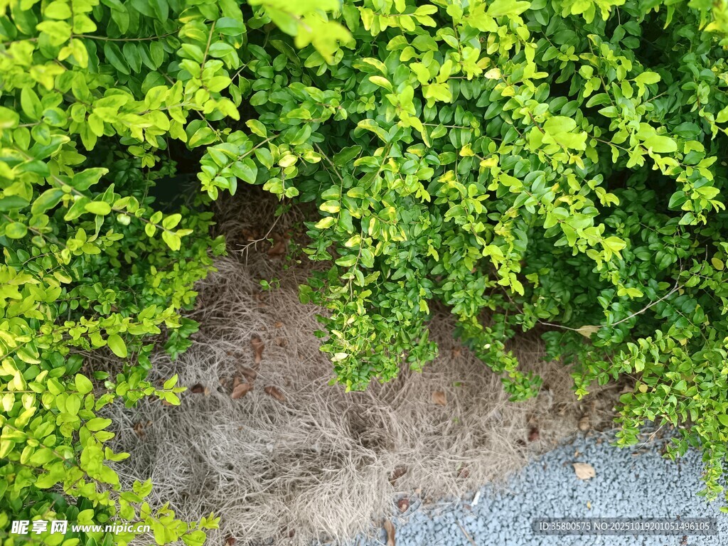 绿叶覆盖下的褐色泥土