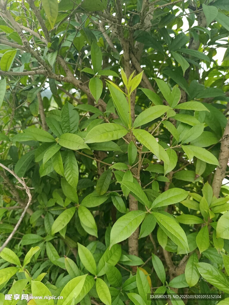 绿叶繁茂的植物景观